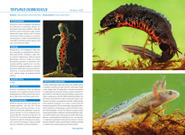 Atlas płazów hodowlanych - Angelika Dawidowicz : Przyroda : Hobby : Poradniki