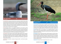 Kieszonkowy atlas ptaków