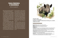 Głupie zwierzęta Polski i jak je znaleźć. Przewodnik świadomego obserwatora - Marek Maruszczak